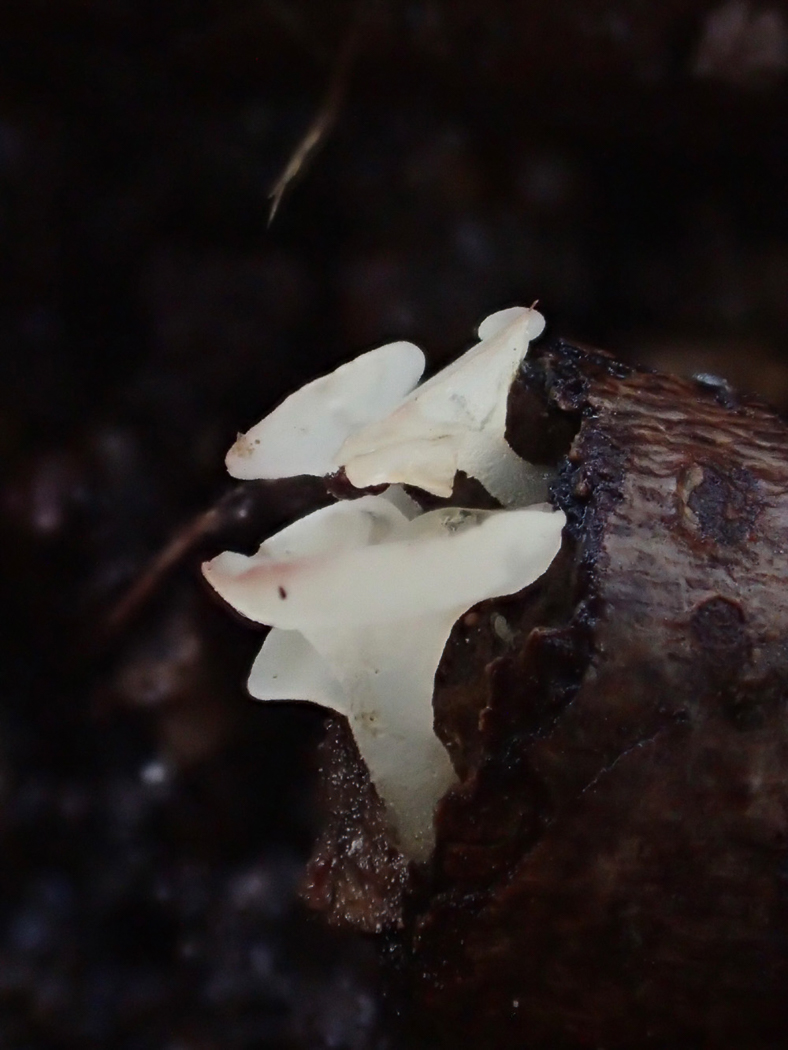 Photo © Sarah Ebdon Cudoniella clavus by Sarah Ebdon